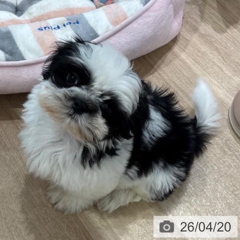 シー・ズーの写真