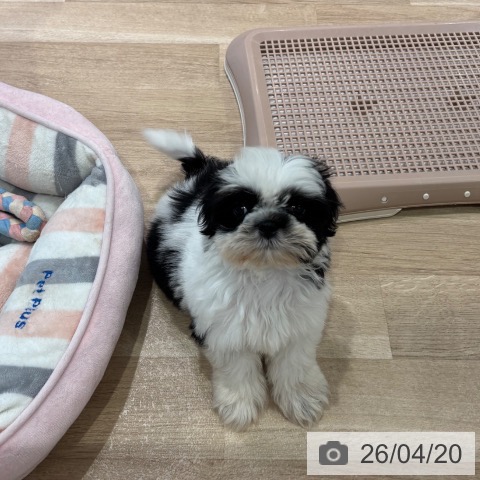 シー・ズーの写真