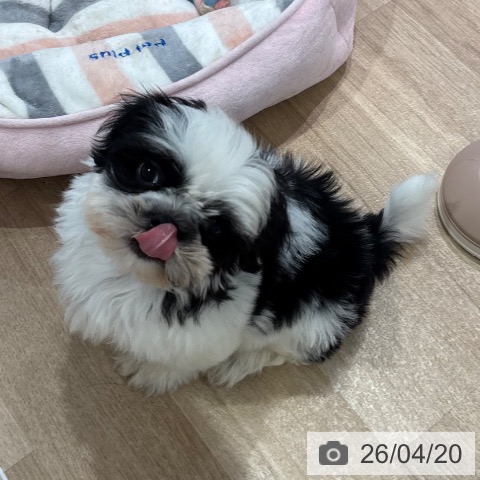 シー・ズーの写真