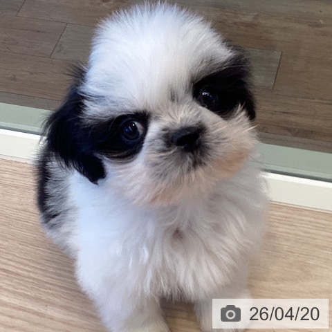 千葉県のシーズー (ペットプラス 幕張新都心店/2026年2月14日生まれ/女の子/ホワイトブラック)の子犬の3枚目の画像