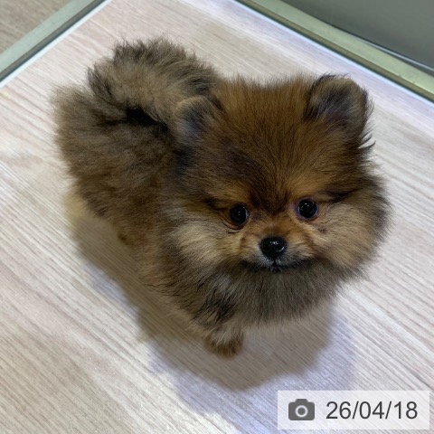 ポメラニアンの写真