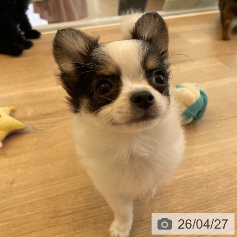 神奈川県のチワワ(ロング) (ペットプラス テラスモール湘南店/2026年2月14日生まれ/女の子/ホワイトブラックタン)の子犬の4枚目の画像