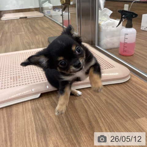 茨城県のチワワ(ロング) (ペッツワン つくば店/2026年2月8日生まれ/男の子/ブラックタンホワイト)の子犬の4枚目の画像