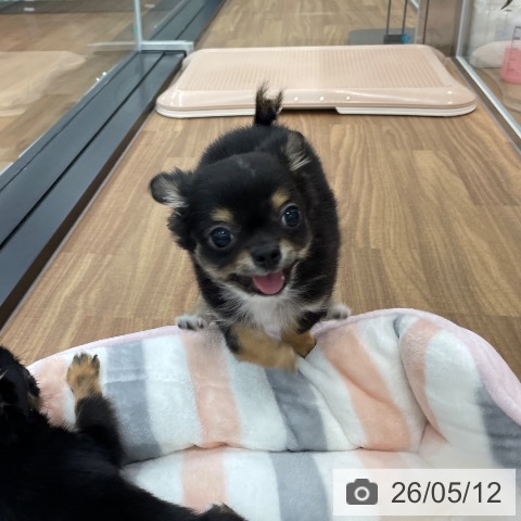 茨城県のチワワ(ロング) (ペッツワン つくば店/2026年2月8日生まれ/男の子/ブラックタンホワイト)の子犬の3枚目の画像