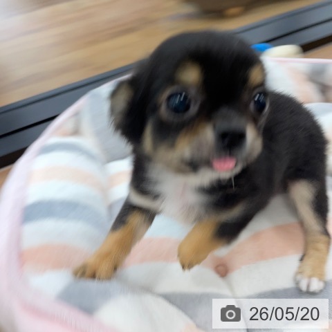茨城県のチワワ(ロング) (ペッツワン つくば店/2026年2月8日生まれ/男の子/ブラックタンホワイト)の子犬の3枚目の画像