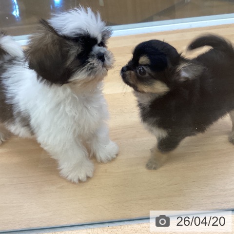 埼玉県のチワワ(ロング) (ペットプラス 羽生店/2026年2月15日生まれ/女の子/ブラックタンホワイト)の子犬の4枚目の画像