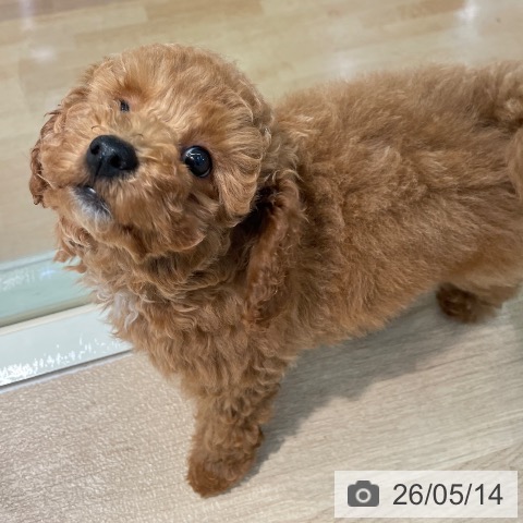 東京都のトイプードル(トイ) (ペットプラス 東久留米店/2026年2月15日生まれ/女の子/レッド)の子犬の4枚目の画像