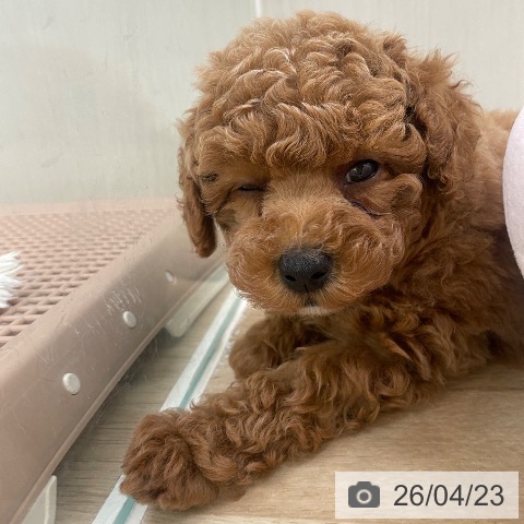 東京都のトイプードル(トイ) (ペットプラス 東久留米店/2026年2月15日生まれ/女の子/レッド)の子犬の3枚目の画像