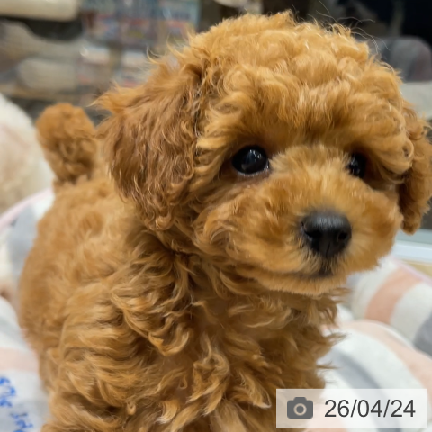 東京都のトイプードル(トイ) (ペットプラス MARK IS 葛飾かなまち店/2026年2月15日生まれ/女の子/レッド)の子犬の3枚目の画像