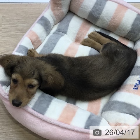 ミニチュア・ダックスフンドの写真