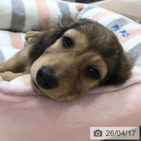 ミニチュア・ダックスフンドの写真