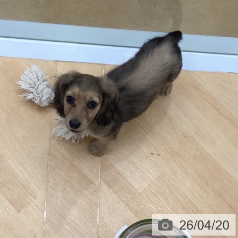 埼玉県のミニチュアダックスフンド(ロング) (ペットプラス 羽生店/2026年2月14日生まれ/男の子/シェーデットイエロー)の子犬の4枚目の画像