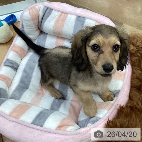 埼玉県のミニチュアダックスフンド(ロング) (ペットプラス 羽生店/2026年2月14日生まれ/男の子/シェーデットイエロー)の子犬の3枚目の画像