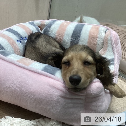 ミニチュア・ダックスフンドの写真