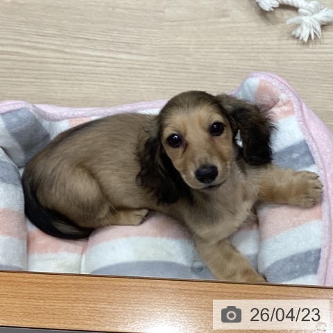 千葉県のミニチュアダックスフンド(ロング) (ペットプラス 柏店/2026年2月14日生まれ/女の子/シェーデットイエロー)の子犬の4枚目の画像