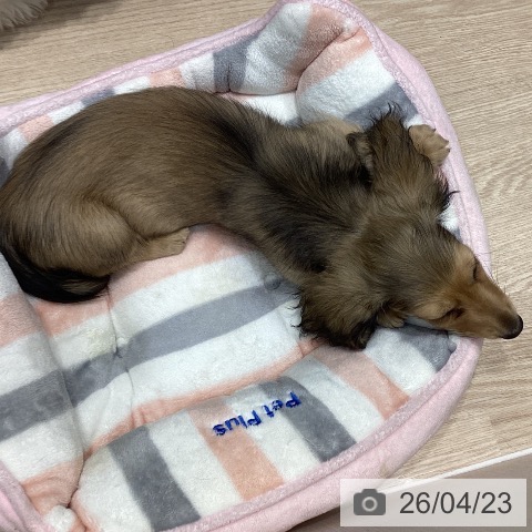 千葉県のミニチュアダックスフンド(ロング) (ペットプラス 柏店/2026年2月14日生まれ/女の子/シェーデットイエロー)の子犬の3枚目の画像