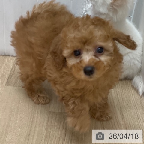 トイ・プードルの写真