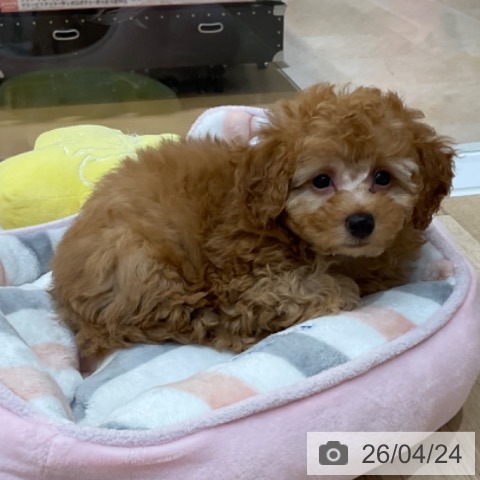 長野県のトイプードル(トイ) (ペットプラス 上田店/2026年2月15日生まれ/男の子/オレンジフォーン)の子犬の4枚目の画像