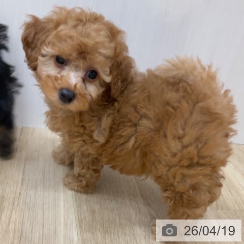 長野県のトイプードル(トイ) (ペットプラス 上田店/2026年2月15日生まれ/男の子/オレンジフォーン)の子犬の3枚目の画像