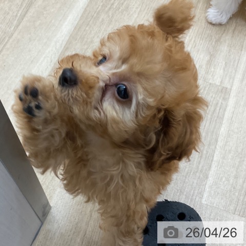 長野県のトイプードル(トイ) (ペットプラス 上田店/2026年2月15日生まれ/男の子/オレンジフォーン)の子犬の3枚目の画像