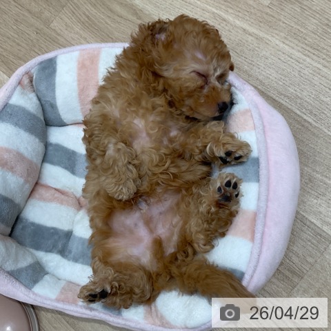 長野県のトイプードル(トイ) (ペットプラス 上田店/2026年2月15日生まれ/男の子/オレンジフォーン)の子犬の3枚目の画像