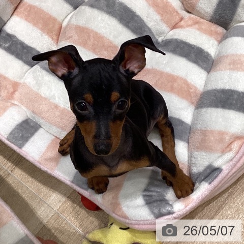 ミニチュア・ピンシャーの写真