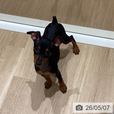 ミニチュア・ピンシャーの写真