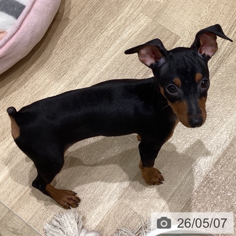 ミニチュア・ピンシャーの写真