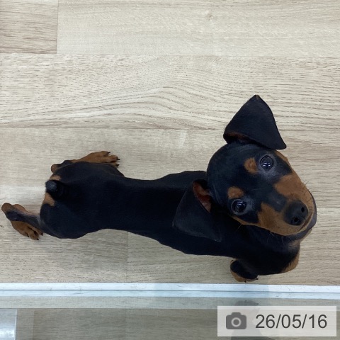 ミニチュア・ピンシャーの写真