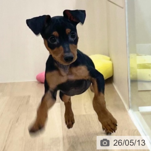 ミニチュア・ピンシャーの写真