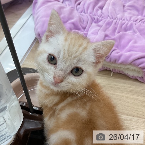 アメリカンショートヘアの写真