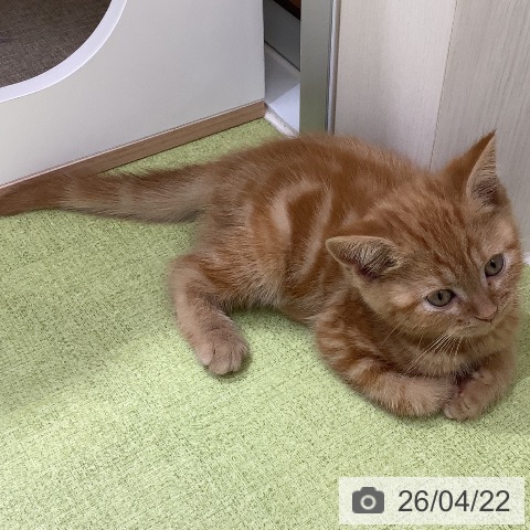 埼玉県のアメリカンショートヘアー (ペットプラス 川口店/2026年2月14日生まれ/男の子/レッドタビー)の子猫の4枚目の画像