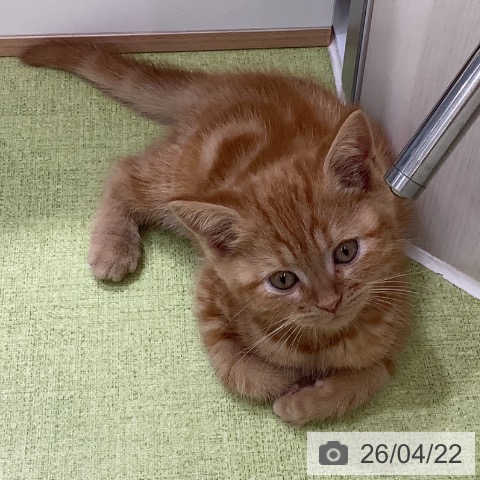 埼玉県のアメリカンショートヘアー (ペットプラス 川口店/2026年2月14日生まれ/男の子/レッドタビー)の子猫の3枚目の画像