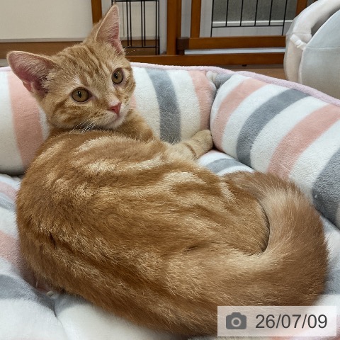 埼玉県のアメリカンショートヘアー (ペッツワン 浦和美園店/2026年2月14日生まれ/男の子/レッドタビー)の子猫の4枚目の画像