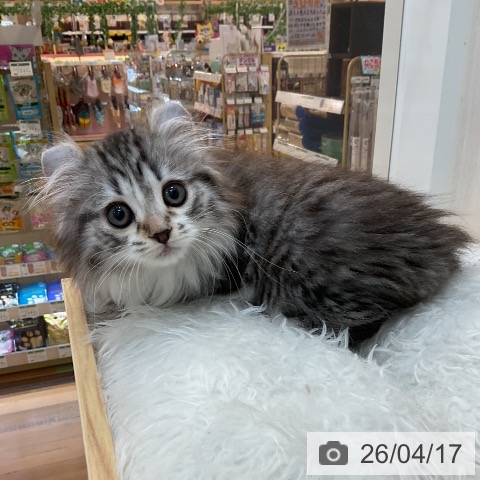 アメリカンカールの写真