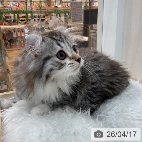 アメリカンカールの写真