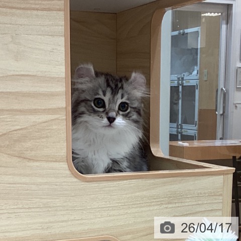 埼玉県のアメリカンカール (ペットプラス ピオニウォーク東松山店/2026年2月16日生まれ/女の子/シルバータビーホワイト)の子猫の4枚目の画像