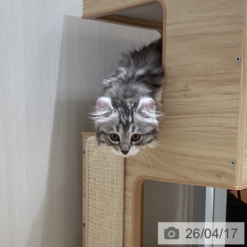 埼玉県のアメリカンカール (ペットプラス ピオニウォーク東松山店/2026年2月16日生まれ/女の子/シルバータビーホワイト)の子猫の3枚目の画像