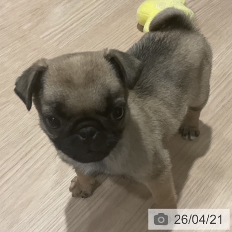 埼玉県のパグ (ペットプラス コクーンシティ店/2026年2月16日生まれ/女の子/フォーン)の子犬の4枚目の画像