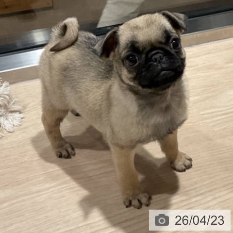 埼玉県のパグ (ペットプラス コクーンシティ店/2026年2月16日生まれ/女の子/フォーン)の子犬の3枚目の画像