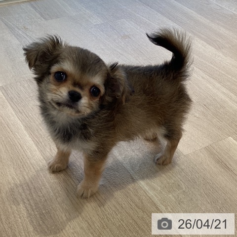 神奈川県のチワワ(ロング) (ペットプラス ゆめが丘ソラトス店/2026年2月15日生まれ/男の子/レッドホワイト)の子犬の4枚目の画像