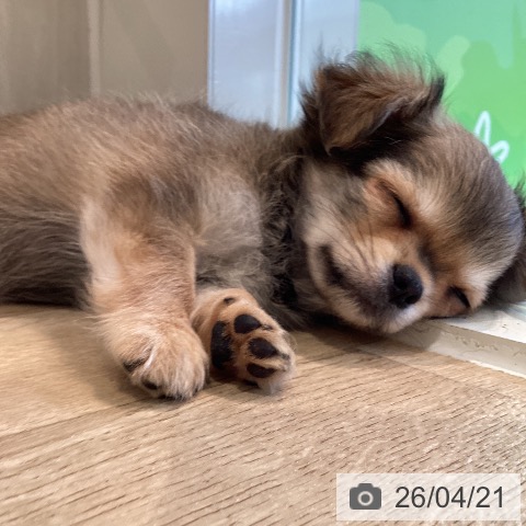 神奈川県のチワワ(ロング) (ペットプラス ゆめが丘ソラトス店/2026年2月15日生まれ/男の子/レッドホワイト)の子犬の3枚目の画像