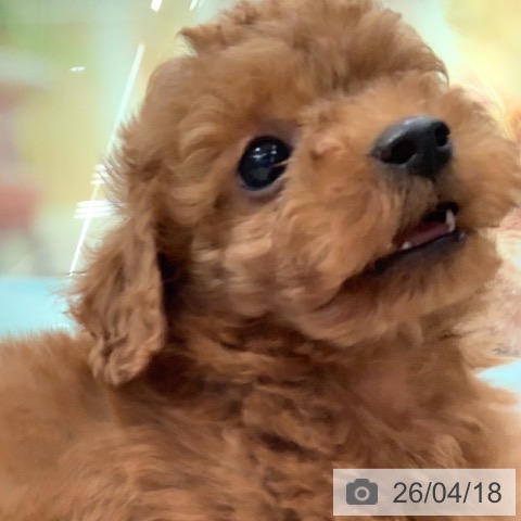 トイ・プードルの写真