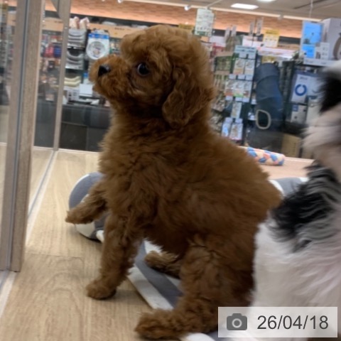 トイ・プードルの写真