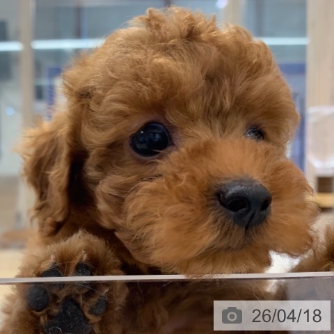 トイ・プードルの写真