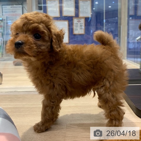 トイ・プードルの写真