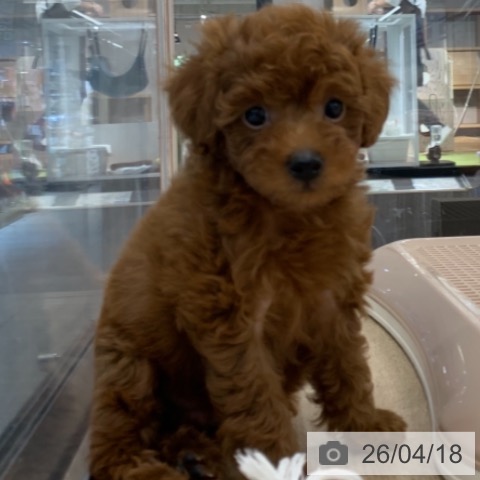 トイ・プードルの写真