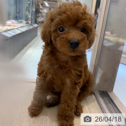 トイ・プードルの写真