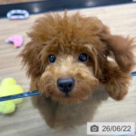 東京都のトイプードル(トイ) (ペッツワン 青梅インター店/2026年2月15日生まれ/男の子/レッド)の子犬の4枚目の画像