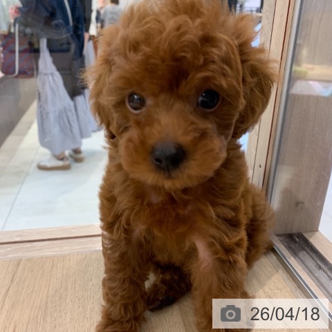 トイ・プードルの写真